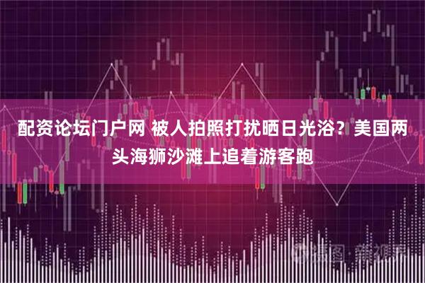 配资论坛门户网 被人拍照打扰晒日光浴？美国两头海狮沙滩上追着游客跑